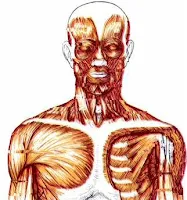 العضلات, عضلات الجسم, عضلات, جسم الإنسان