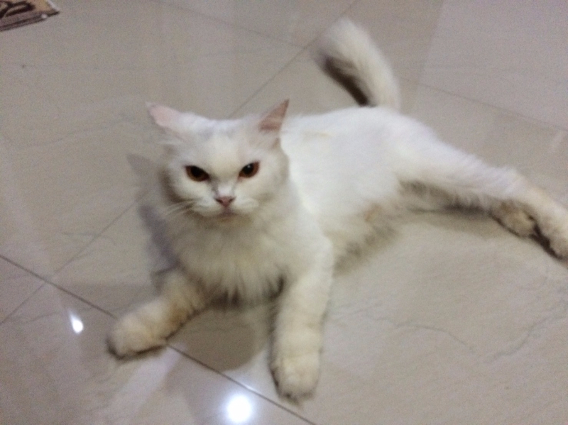 [DESA KUCING] Adopsi Kucing Gratis