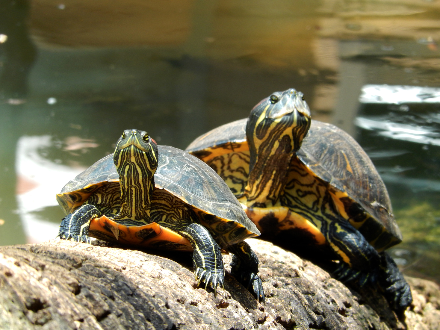 Diane's Art Stuff Redbellied turtle