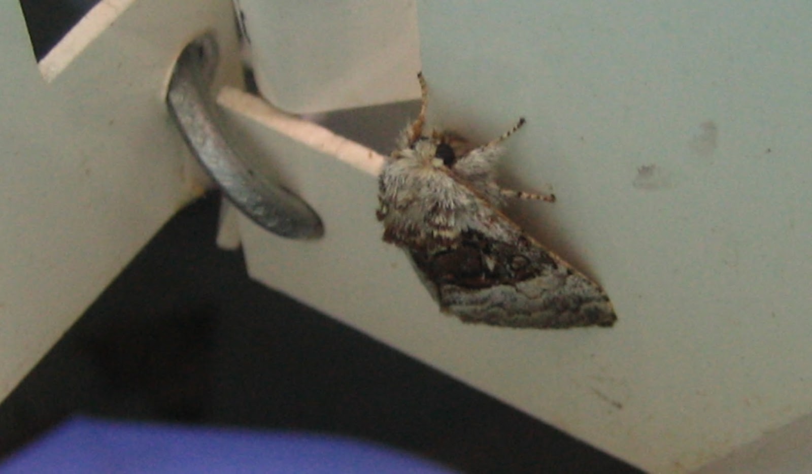 Martin's Moths It wasn't just the moths sleeping out