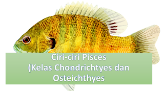 Ciri-ciri Pisces (Kelas Chondrichtyes dan Osteichthyes) Ciri-ciri Pisces (Kelas Chondrichtyes dan Osteichthyes)
