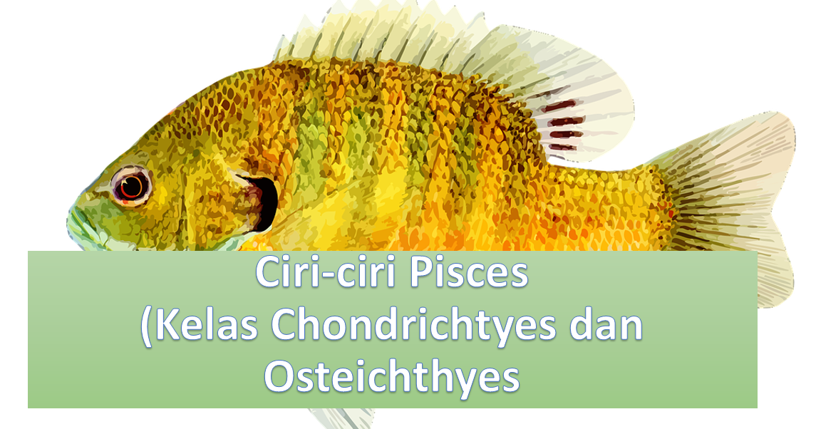 Ciri-ciri Pisces (Kelas Chondrichtyes dan Osteichthyes) - BSB