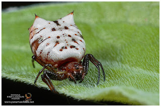 White Micrathena Spider or Spiny Orbweaver (Micrathena sp.)