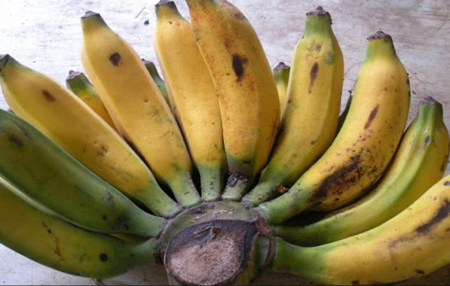 Gambar Pisang Raja Uli.jpg