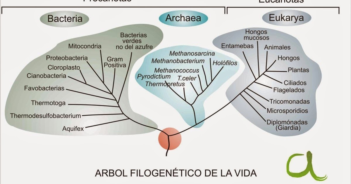 Microbiología: Árbol Filogenético