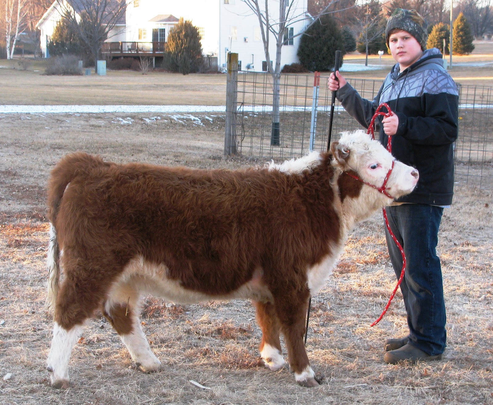 On the sixth day. . . What does it take to flush a Cow?