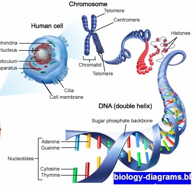 Biology Diagrams,Images,Pictures of Human anatomy and physiology : DNA ...