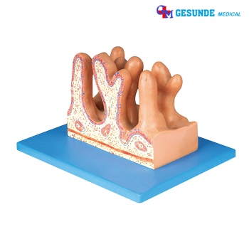 Torso Organ Tubuh Model Permukaan Internal Usus Kosong (Jejunum) Torso Organ Tubuh Model Permukaan Internal Usus Kosong (Jejunum)