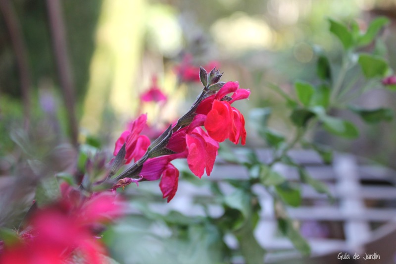 Salvia microphylla Salvia microphylla