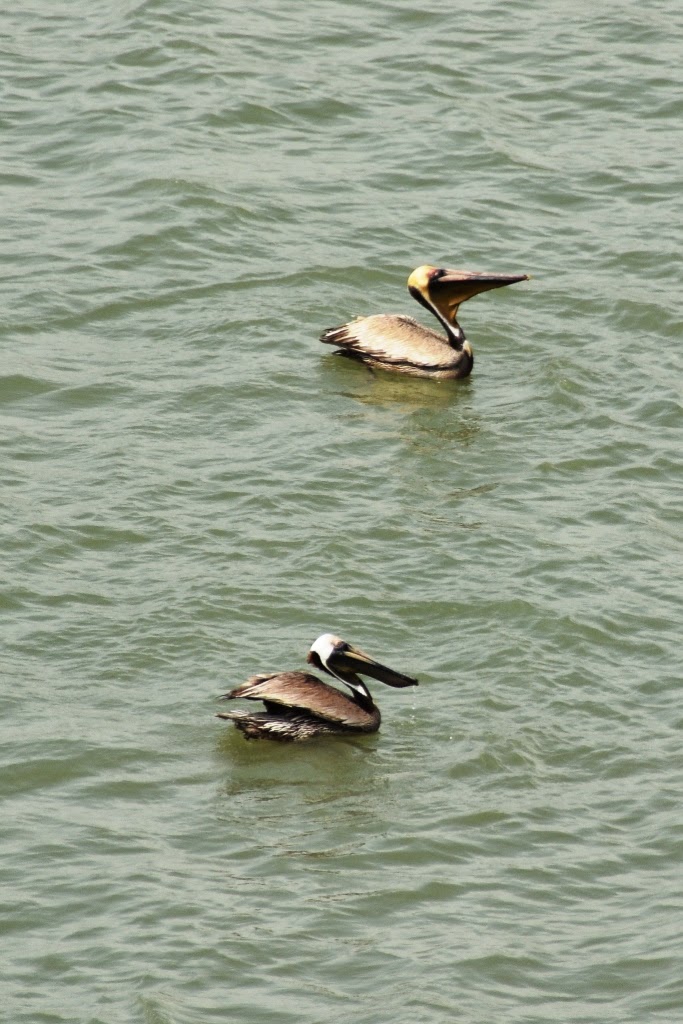 Gatun Lake Panama pelicans