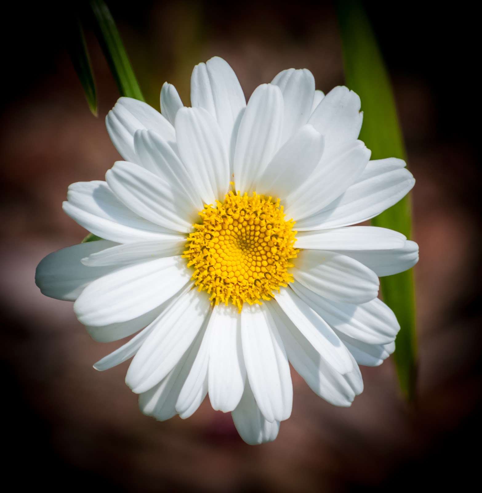 Sintético 95+ Foto Como Se Llaman Las Flores Blancas Chiquitas Mirada Tensa