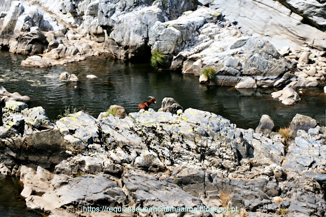 Rio Paiva Rio Paiva