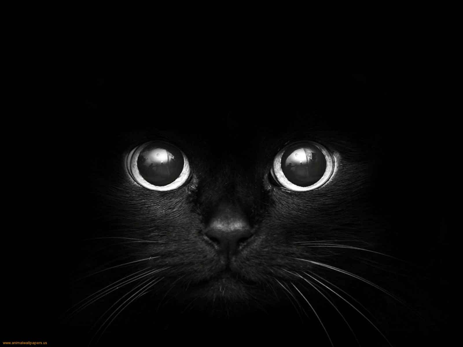 Animals Zoo Park: Black Cat Eyes Wallpapers, Blue Cat Eyes, Yellow Cat