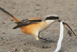Penyebab Cendet Nyepah Utuh Dan Cara Mengobatinya Menggunakan Ramuan Alami Sukses Perawatan
