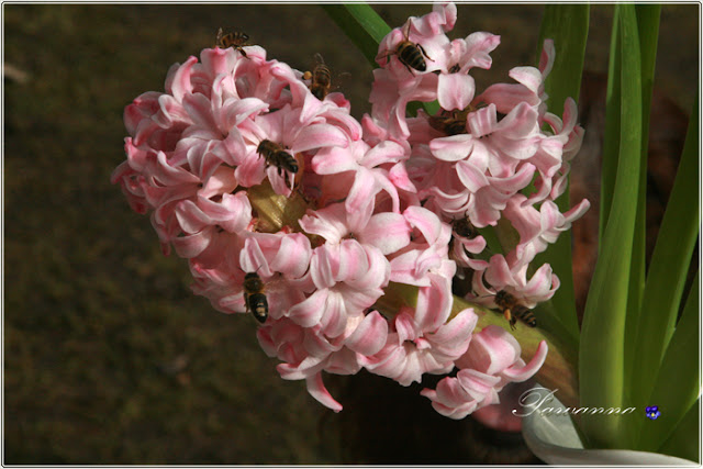 mason bees, beaver, spring flowers, pszczoły murarki, wiosenne kwiaty, bóbr, kaczki krzyżówki