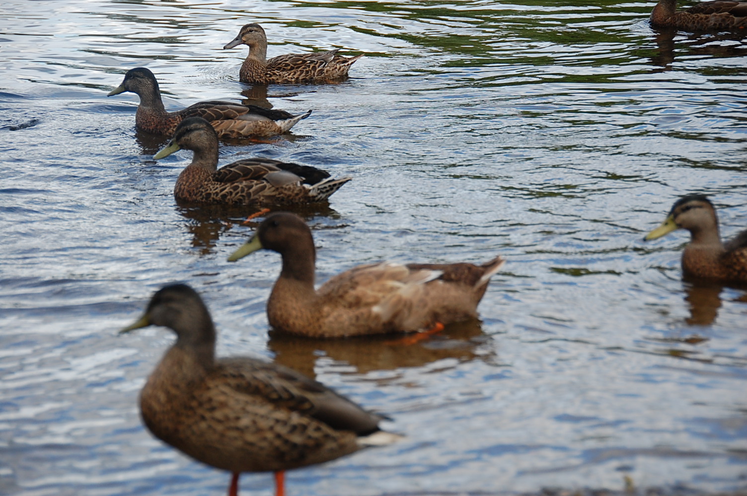 Sharm's Outlet Feeding duck, enjoying water, and blowing bubbles…