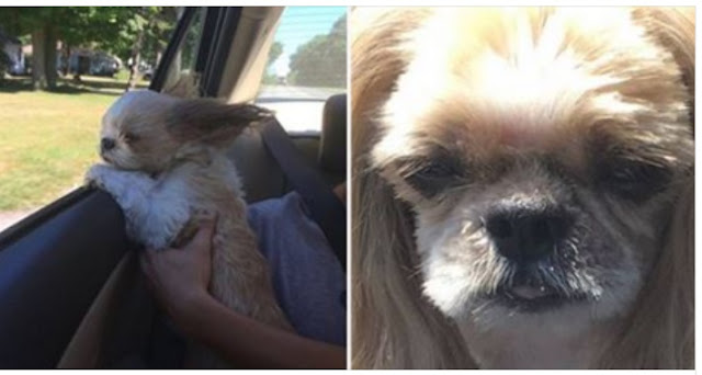 Ele tentou economizar na tosa do seu Shih Tzu, e o resultado foi hilário