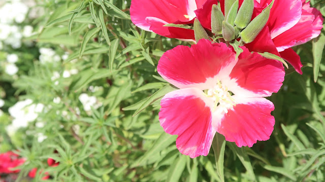 most-beautiful-flower-pictures most-beautiful-flower-pictures