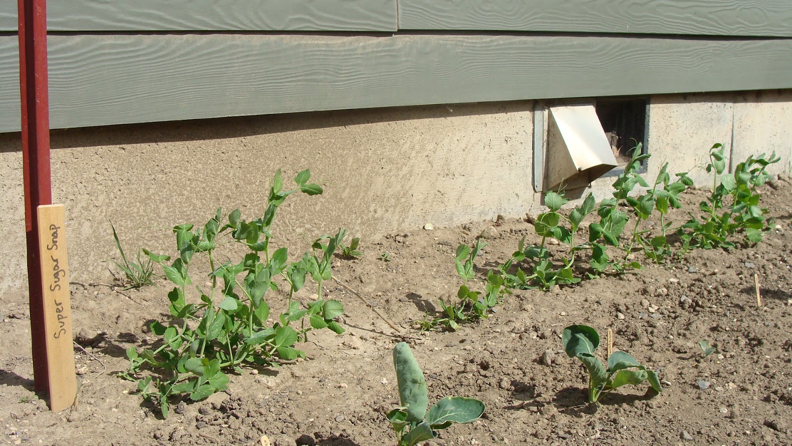 My High Desert Homestead: Preparing & Training Spring Peas
