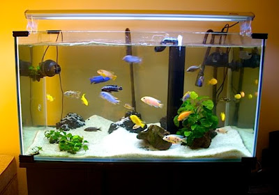 Labidochromis sp. “Hongi" Labidochromis sp. “Hongi"