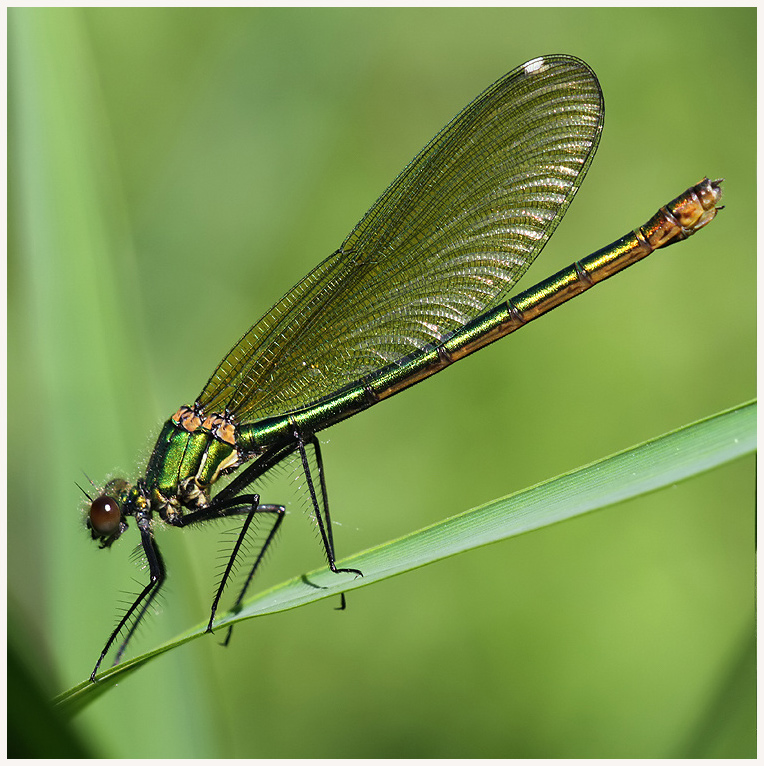 Kent Dragonflies: Banded Beauties