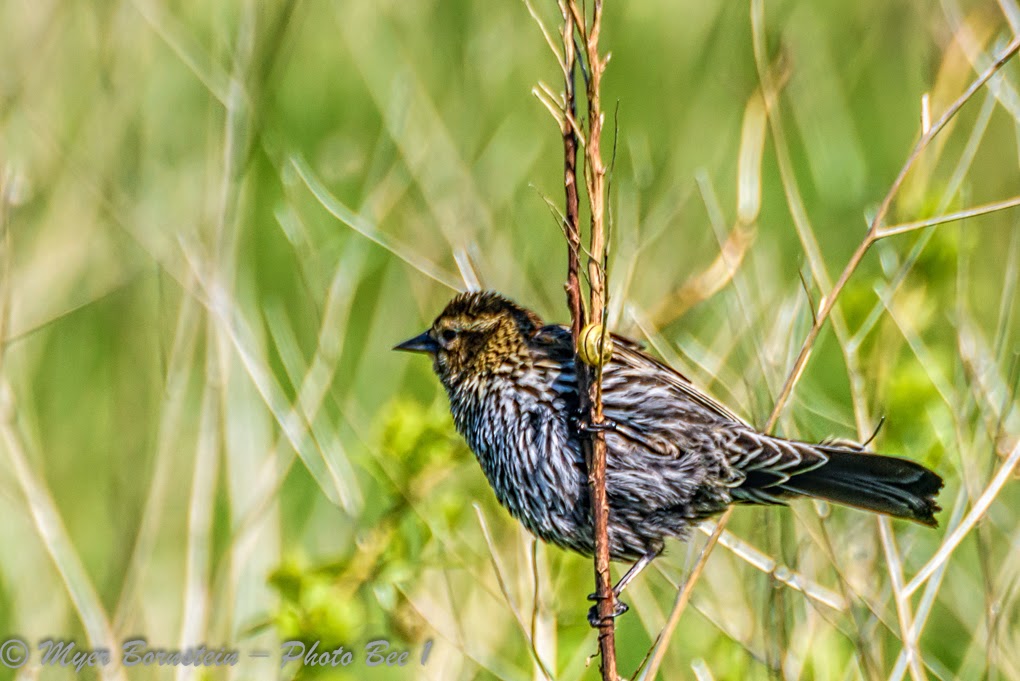 Female RedWinged Blackbird