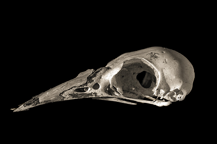 Magpie skull