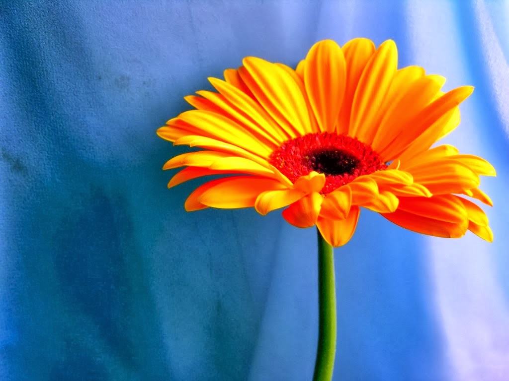 DAISY RED FLOWERS HD WALLPAPERS