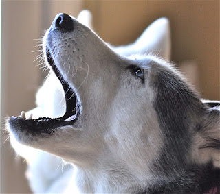 Siberian-Husky-howling