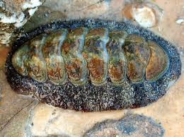 Chiton sp Chiton sp