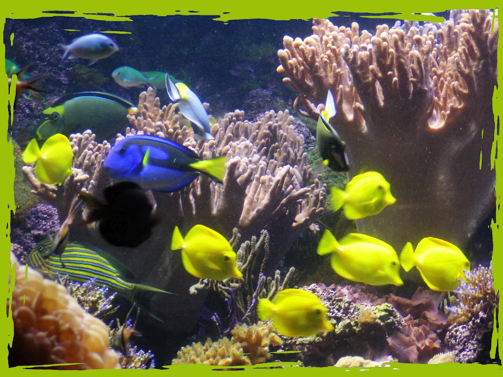 just another volunteer Sunday Selectionsat the Baltimore Aquarium