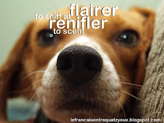chien dog renifler flairer sniff scent vocabulary