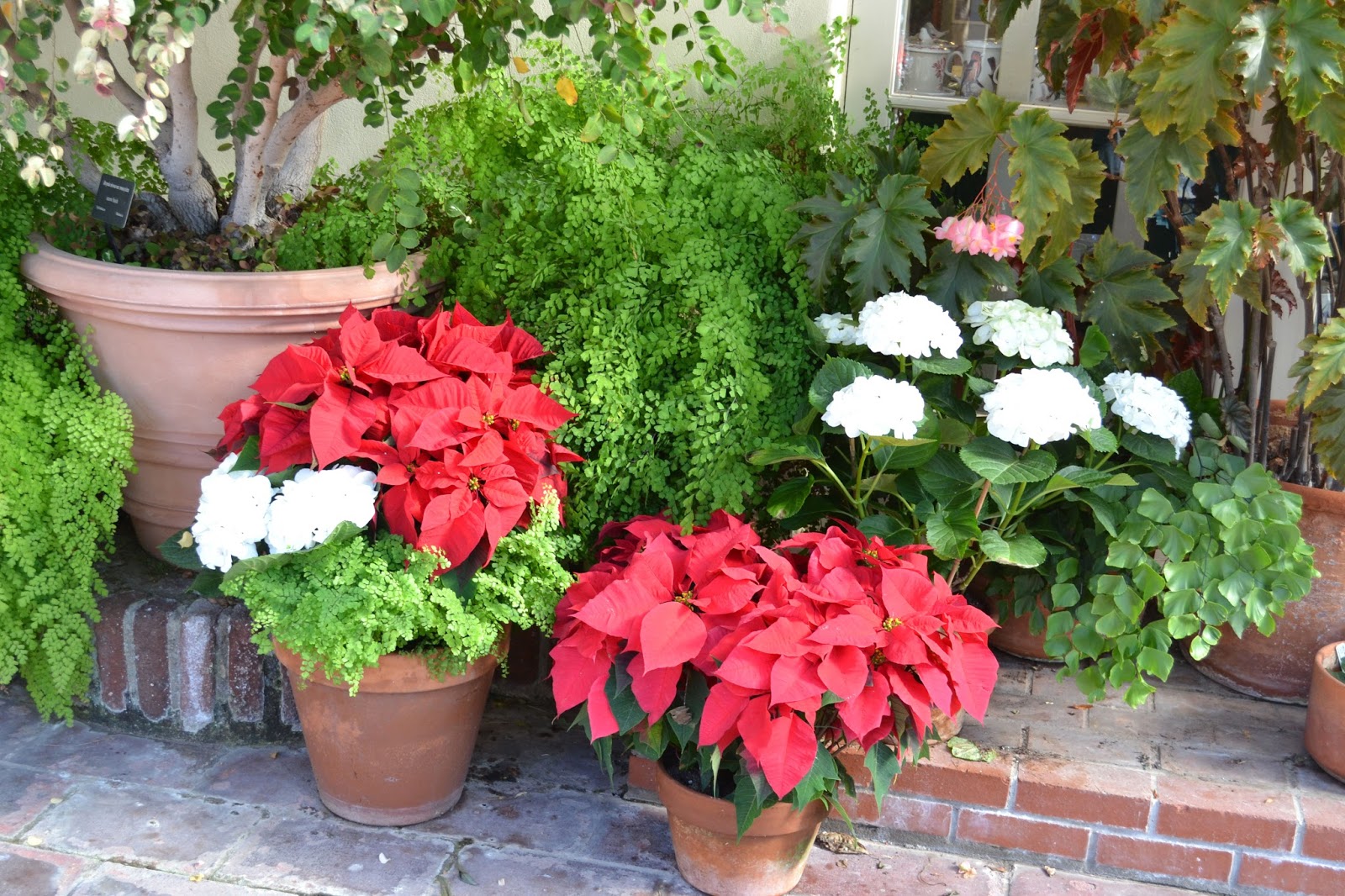 My Painted Garden Christmas at Sherman Library and Gardens