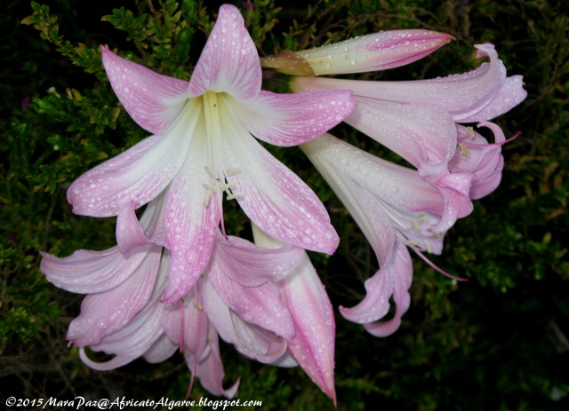 rain-kissed belladonna lily