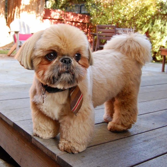 Cuidados Essenciais com o seu shih tzu