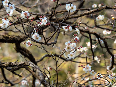 White ume (Prunus mume) flowers: Engaku-ji