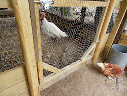 chicken coop inexpensive build building materials