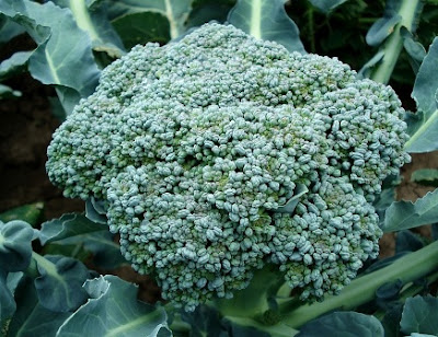 Broccoli Health Benefits