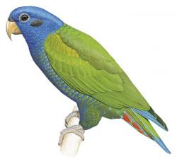 endangered birds Brazil