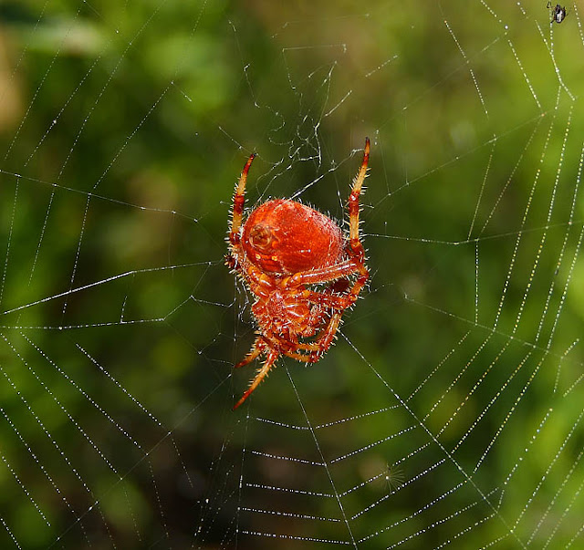 Common red spider on orb web