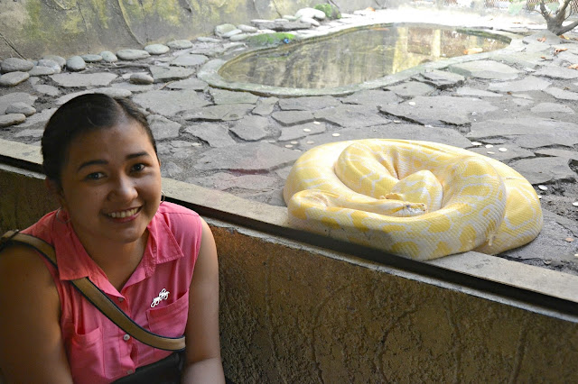 Manila Zoo albino python