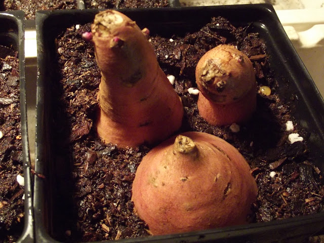 Sweet Potato Propagation: Sweet Potato Propagation: