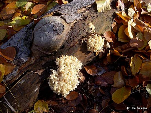 Soplówka bukowa, soplówka gałęzista Smaczna Pyza