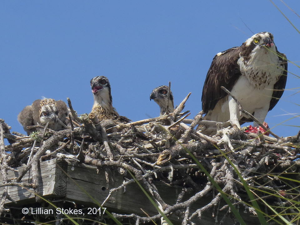 STOKES BIRDING BLOG Baby Ospreys Now!