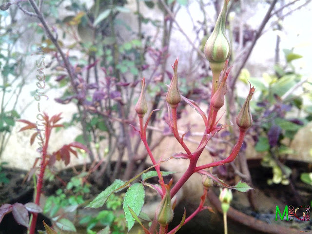 Metro Greens: Some buds on another pink rose