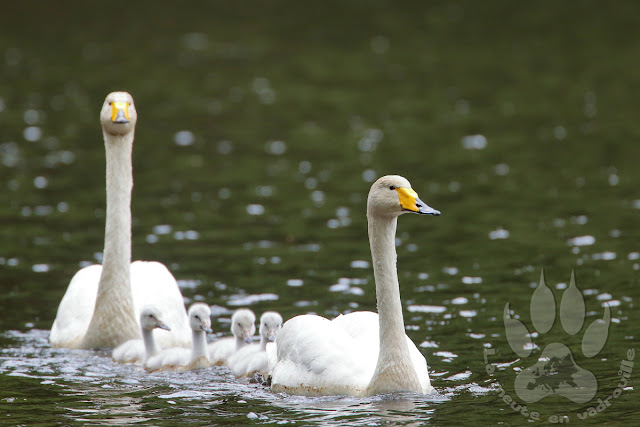 Suede-Scanie-parc-national-soderasens-famille-cygnes-chanteurs