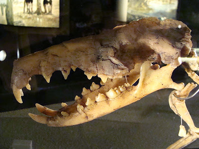 Deinogalerix skull