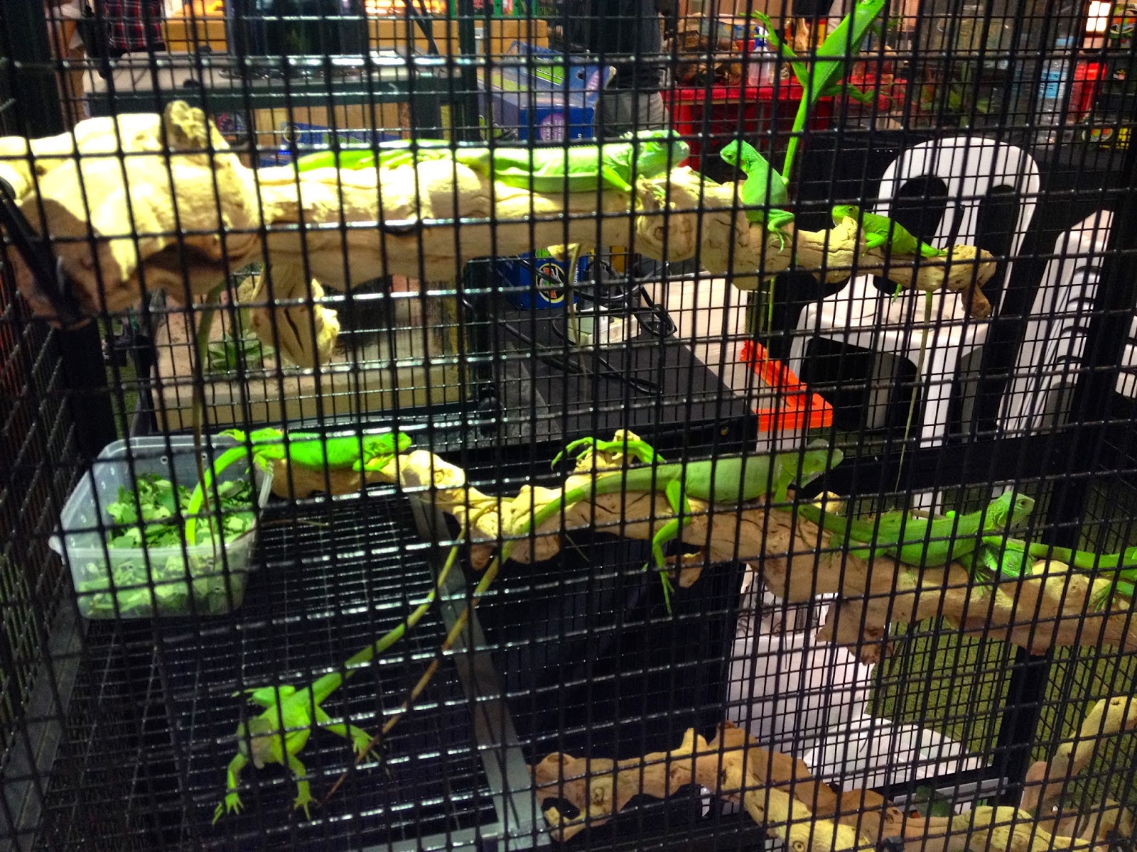 Cebu Pet Expo at Parkmall