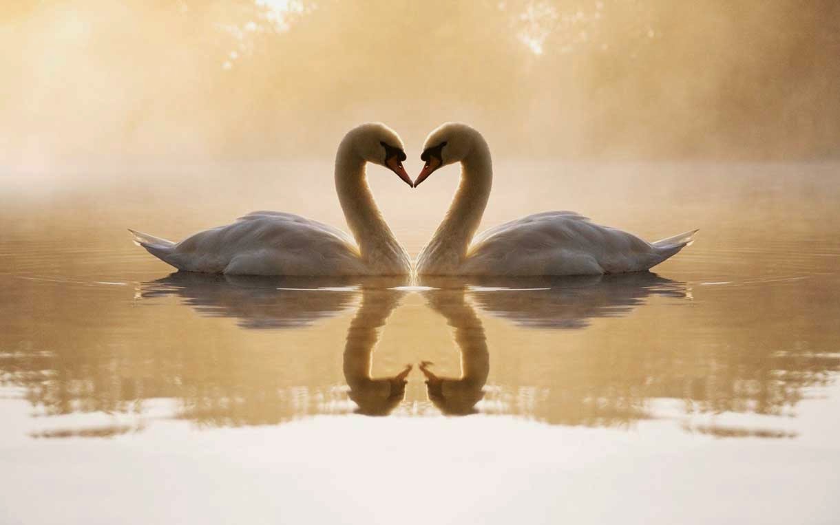 Amazing Loving Swans Wallpaper