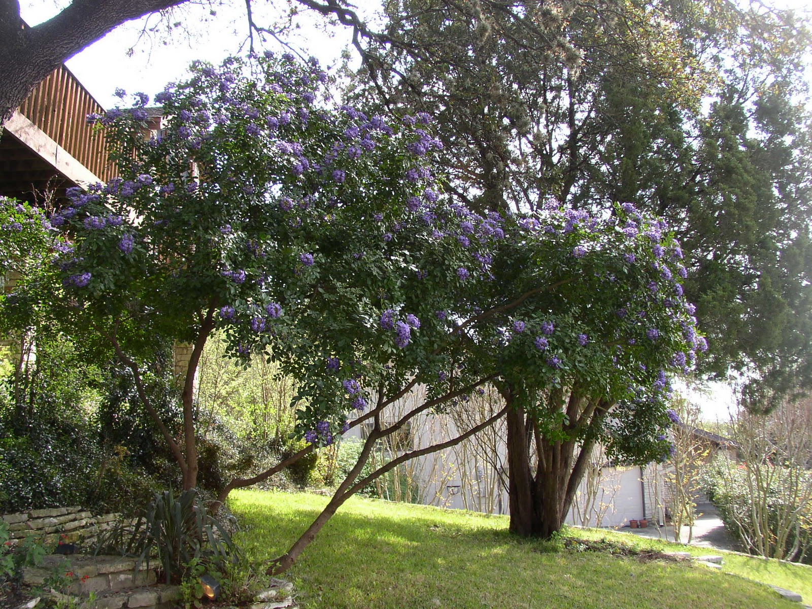 Native Texas Nursery